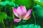 Pink lotus blooming-Temple of the Sun-Beijing-China. Art Print